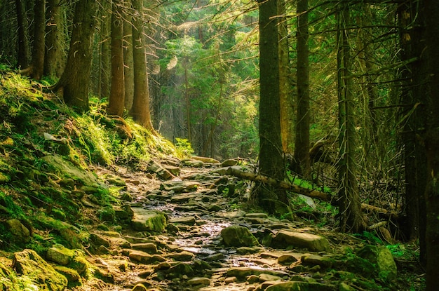 Bosque temperamental de verano