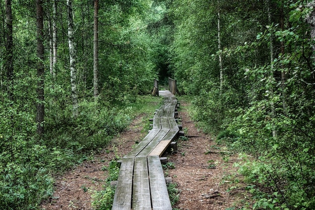 Bosque temperamental de verano