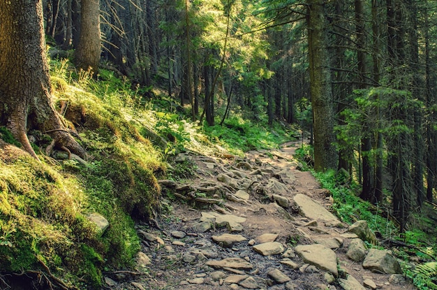 Bosque temperamental de verano