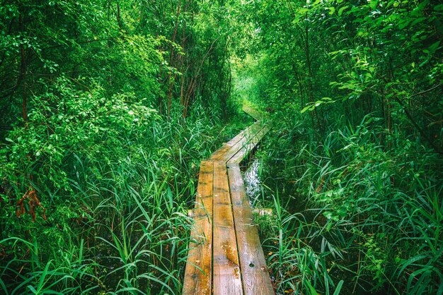 Bosque temperamental de verano