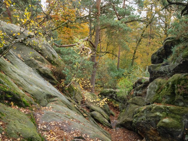 Foto el bosque de teutoburgo en gwestfalia