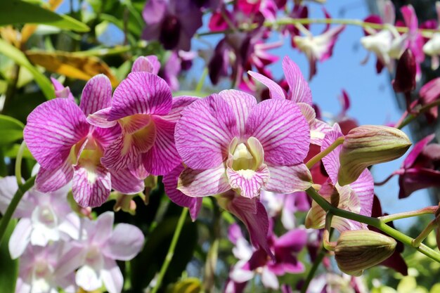 El bosque tiene hermosas flores.