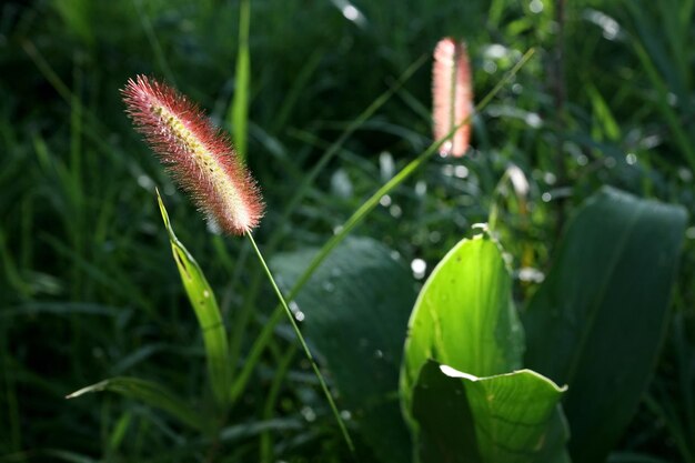 Este bosque tiene hermosas flores.