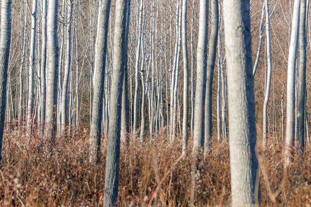 Bosque de troncos de árboles, fondo de textura natural