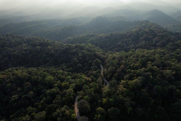 Bosque tropical de alto ángulo y camino hacia el bosque bosque de plátanos