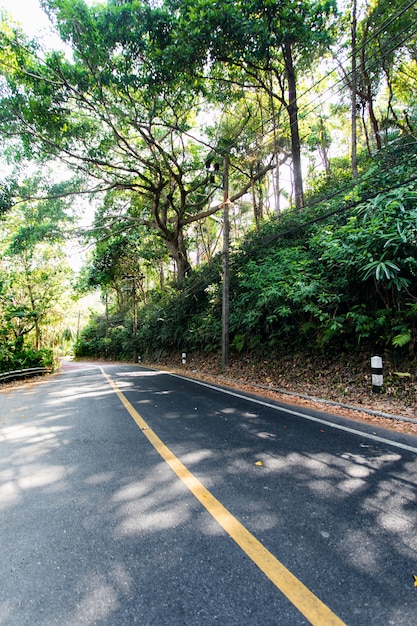 Bosque tropical con camino. Hermoso lugar. vista de los arboles debajo