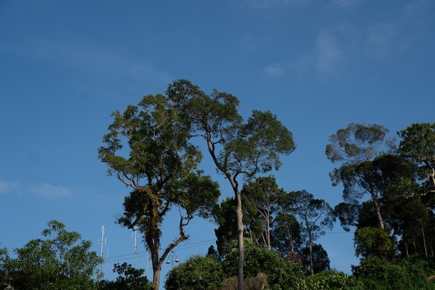 Bosque tropical natural, escena de la naturaleza en estilo de tono verde