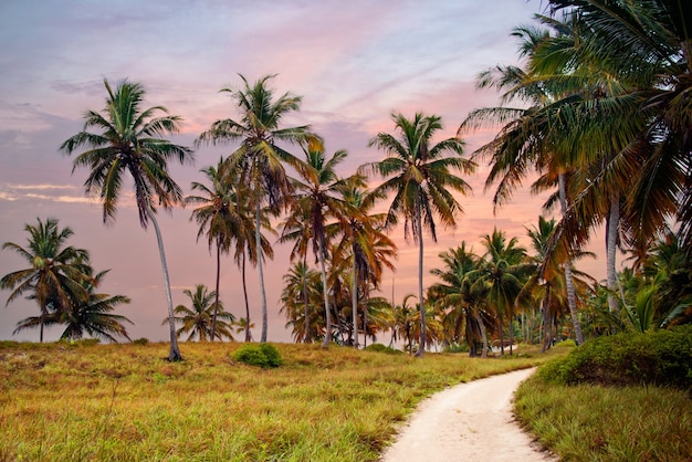 El bosque tropical, palmeras en el fondo de la playa de palmeras.