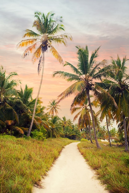 El bosque tropical, palmeras en el fondo de la playa de palmeras.