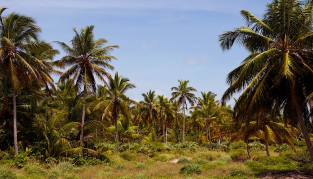 El bosque tropical, palmeras en el fondo de la playa de palmeras.