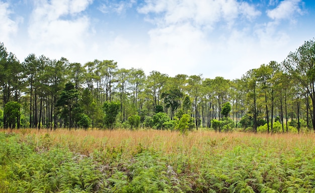 Bosque tropical, Phetchabun, Tailandia