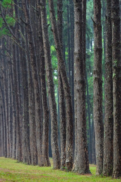 Bosque tropical de pino en Tailandia