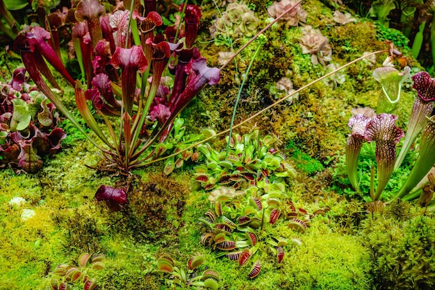 Bosque tropical con plantas carnívoras.