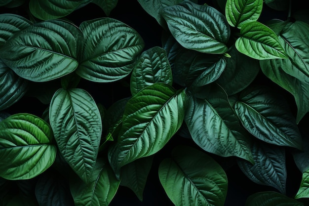 Un bosque tropical sereno y vibrante con hojas verdes exuberantes en un ambiente cautivador de poca luz