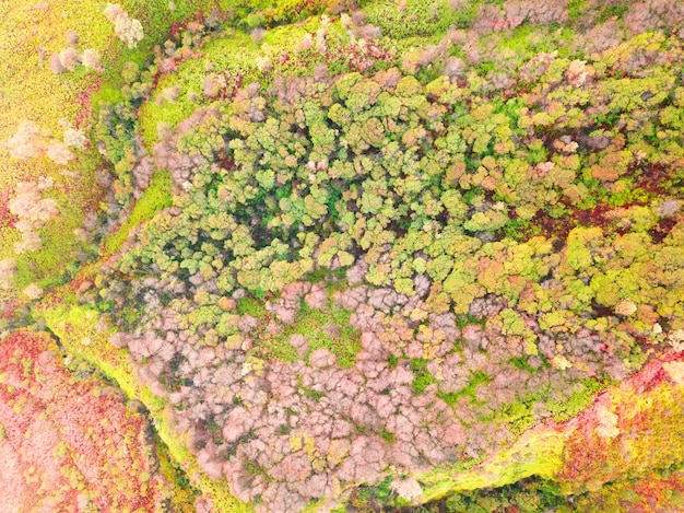 Un bosque tropical con variedad de árboles y plantas. Época de floración. Vista aérea verticalmente hacia abajo