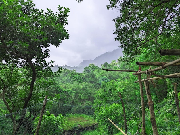 Bosque tropical vista de la naturaleza