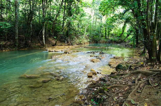 Bosque tropical