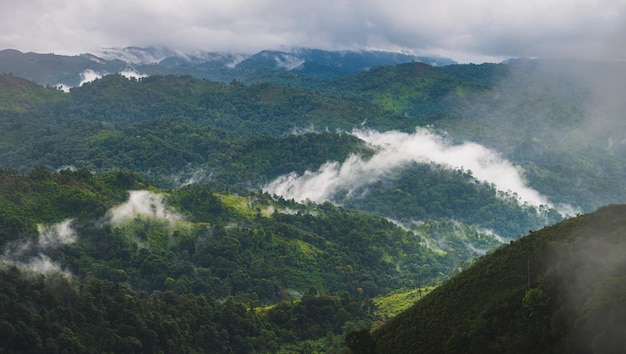 Bosque de Tropicana en el sudeste de Asia. gusano y paisaje fresco.