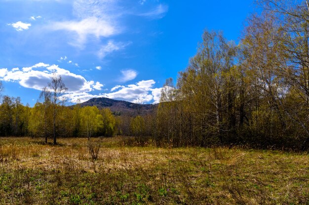 Bosque ural sur con una vegetación paisajística única y diversidad de naturaleza en primavera