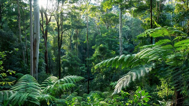 El bosque ve el verde profundo y la luz solar filtrada la naturaleza de la catedral en su gloria