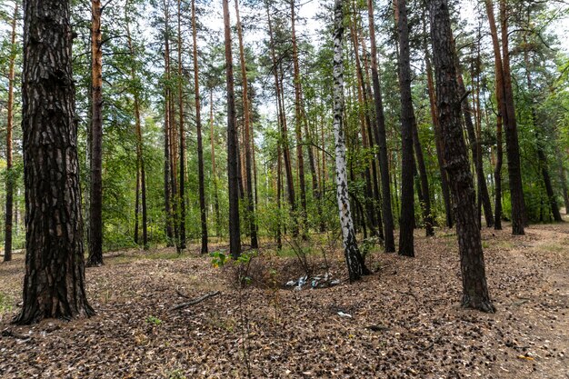 bosque de verano abedul hermoso fondo de verano