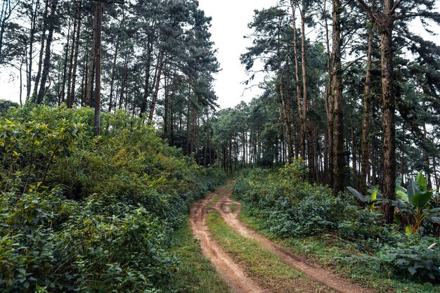 Bosque de verano y el camino hacia el bosque, musgo en el árbol.