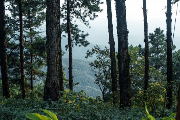 Bosque de verano y el camino hacia el bosque, musgo en el árbol.