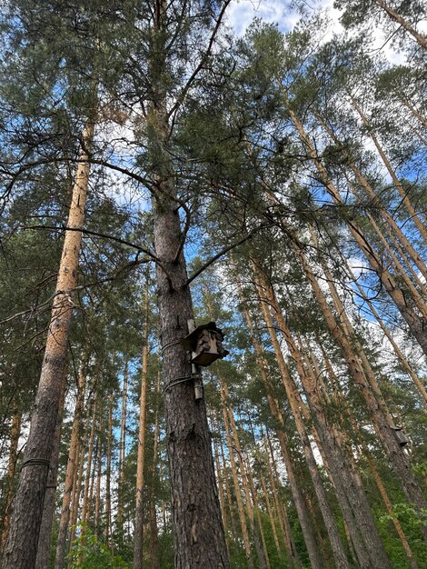 Bosque en verano en el centro de Rusia