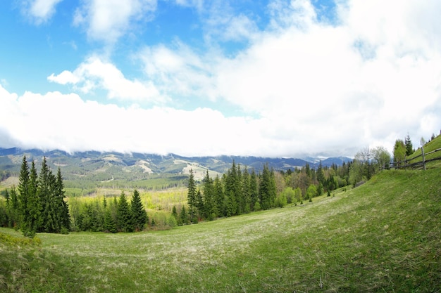 Bosque de verano en las laderas de las montañas.