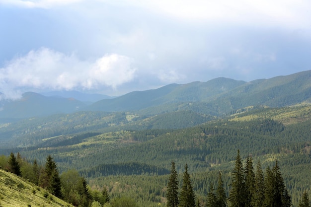 Bosque de verano en las laderas de las montañas.