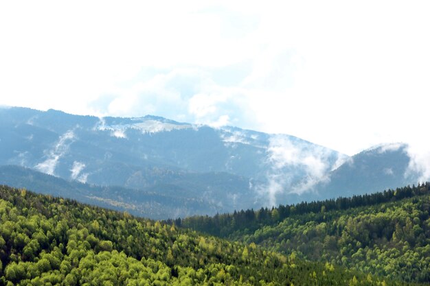 Bosque de verano en las laderas de las montañas.