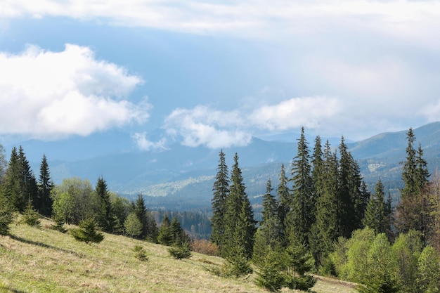 Bosque de verano en las laderas de las montañas.