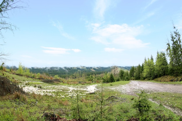 Bosque de verano en las laderas de las montañas.