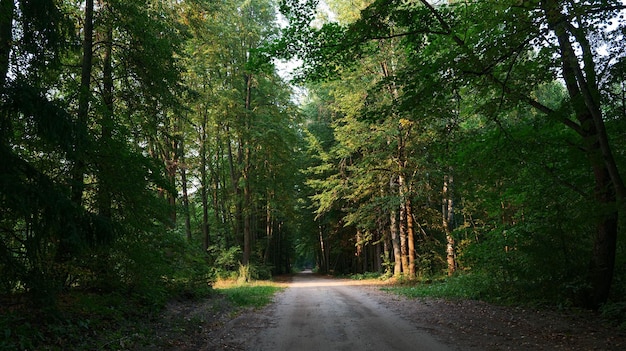 Bosque de verano de noche con luz solar cálida