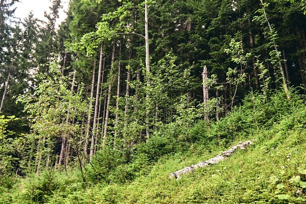 Bosque en verano. Paisaje de colinas de las montañas durante un día soleado cielo azul nubes. Árboles de otoño oscuro. Senderismo en la montaña salvaje. Concepto de viajes de aventura