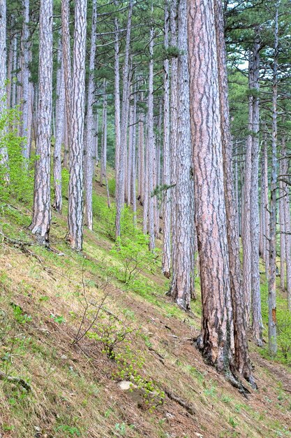 Bosque de verano de pinos en la colina