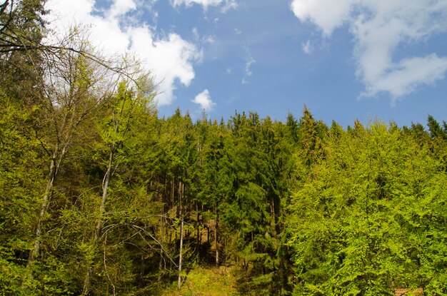 Bosque de verano verde