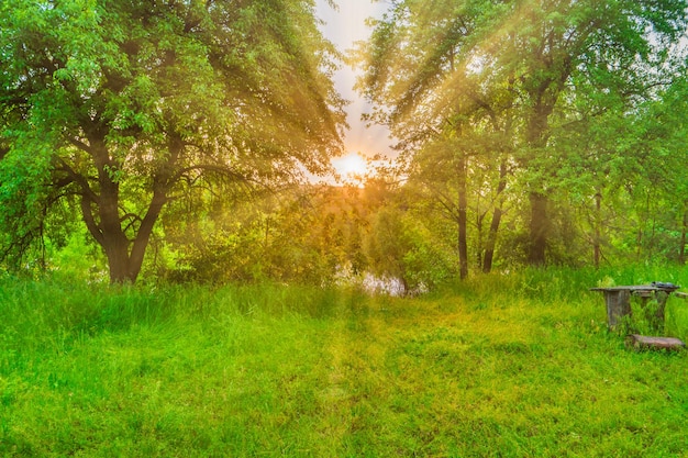 Bosque verde al atardecer con rayos de sol a través de hojas verdes