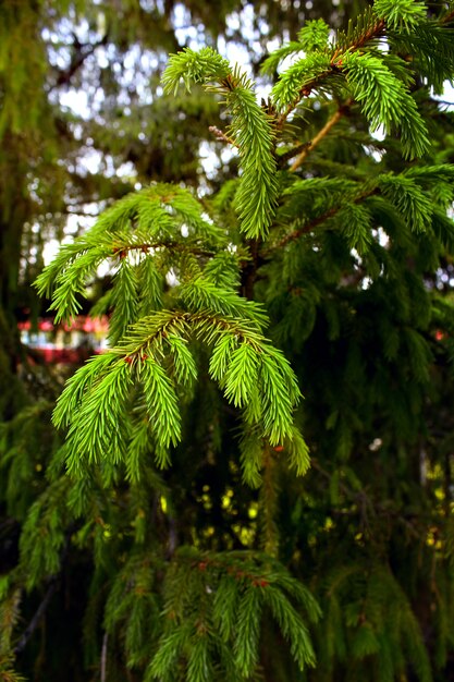 Bosque verde del arbol