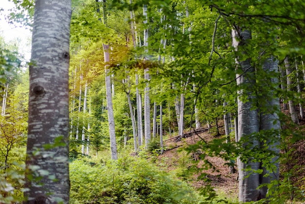 Bosque verde con árboles altos en las montañas de Fagaras