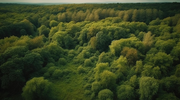 Un bosque verde con árboles y un cielo de fondo.