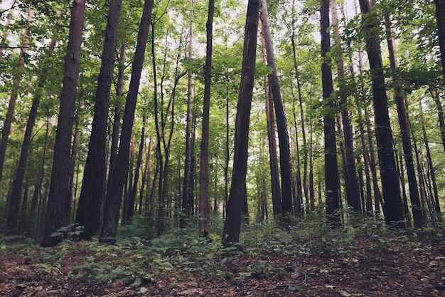 Bosque verde árboles naturaleza verde madera fondos