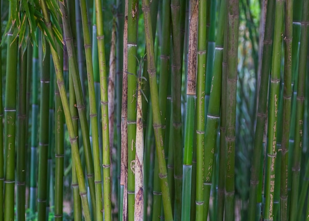 Bosque verde de bambú