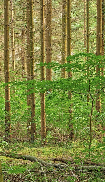 Bosque verde brillante y árboles con follaje exuberante en un día de verano Bosque profundo y vibrante en una hermosa naturaleza Tranquilo y vibrante desierto en verano Bosque con bosques cubiertos de enredaderas