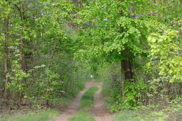 Bosque verde caducifolio con sendero
