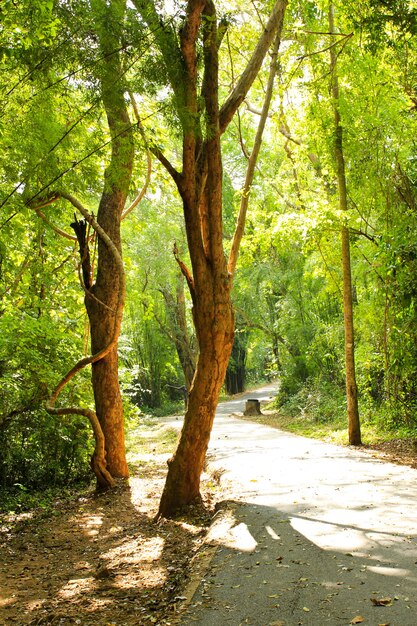 Bosque verde con camino en la mañana