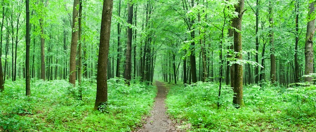 bosque verde con un camino