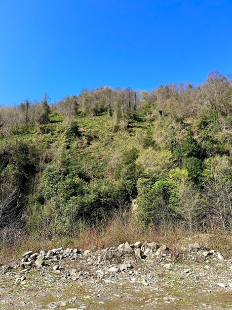 El bosque verde en una colina.