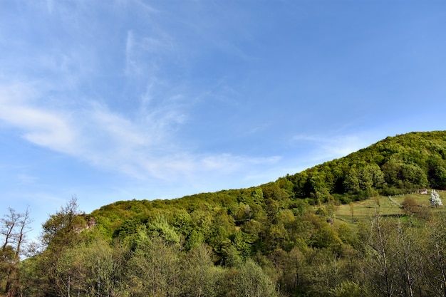 Bosque verde contra el cielo azul