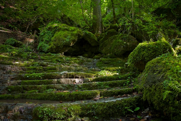 Un bosque verde cubierto de musgo en las montañas de Adiguesia Rusia